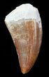 Timurlengia (Tyrannosaur) Tooth - Uzbekistan #46455-1